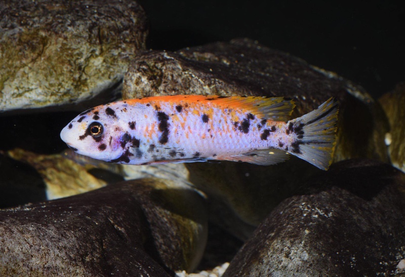 Labeotropheus trewavasae 'Mitande Reef (Rocks)'